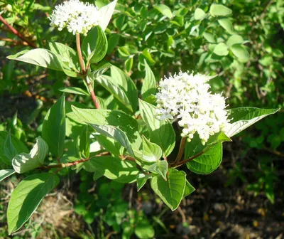 Дерен белый - Лиственные деревья и кустарники - Каталог растений - Полезная  информация - Landy-Art.ru