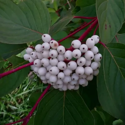 Фотокаталог растений: Свидина белая (Cornus alba)