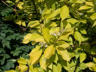 Дерен белый (свидина) (Cornus alba), цена в Перми от компании Питомник  Созоновых