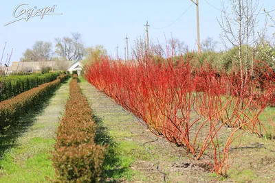 Дёрен белый (Cornus alba) | Ракита. Питомник растений