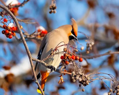 Любители птиц - Свиристель, или обыкновенный #свиристель /... | Facebook