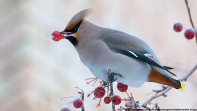 Высаживая ягодные кустарники, мы привлекаем множество птиц, но свиристель  из всех зимних гостей - самый красивый, доверчивый и мелодичный певец -  новости Владимирской области