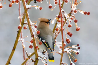 Высаживая ягодные кустарники, мы привлекаем множество птиц, но свиристель  из всех зимних гостей - самый красивый, доверчивый и мелодичный певец -  новости Владимирской области