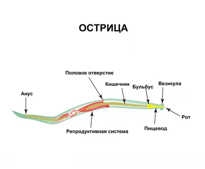 Высыпания на теле и ногах, что делать и как лечить? Появились такие  высыпания | MedAboutMe