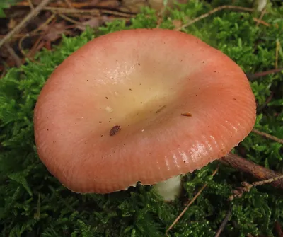 Сыроежка бугорчато-лазоревая (Russula caerulea) - Picture Mushroom