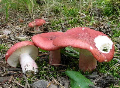 Сыроежка родственная - Russula consobrina - Грибы Уломы Железной