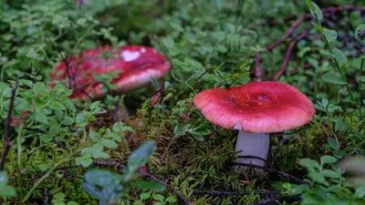 Мицелий Сыроежки жгучеедкой / Сыроежка жгучая (Russula emetica)