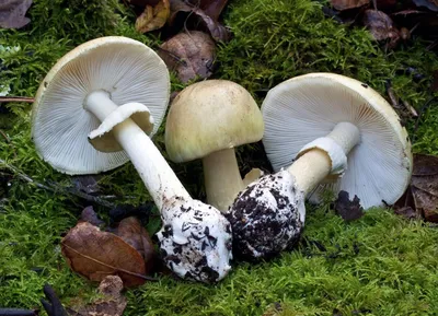 Сыроежка кроваво-красная (Russula sanguinea). Фото на сайте \"Грибы:  информация и фотографии\"