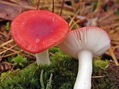 Сыроежка (Russula aquosa) | Грибы