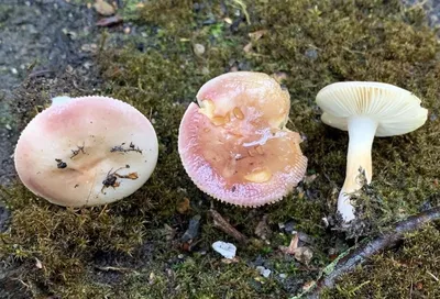 Цитросепт Россия - Доброе утро друзья 😊 ⠀ Грибы или макромицеты 🍄 –  питательный белковый продукт с особенными вкусовыми свойствами. Белый,  рыжики, грузди, сыроежки издавна употребляли в пищу. В сезон «тихой охоты»