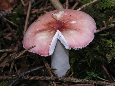 Сыроежка кроваво-красная (Russula sanguinea) – Грибы Сибири