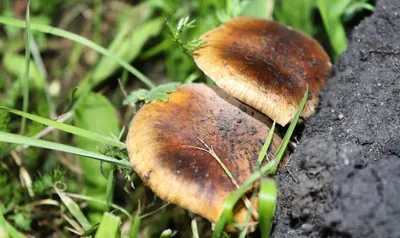 Вячеслав Степанов: Грибы Калужской области -Сыроежка желчная (Russula  fellea)