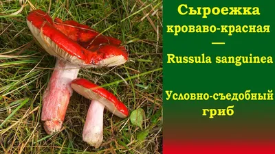 Сыроежка желчная (Russula fellea) - Picture Mushroom