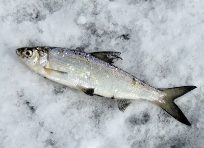 Рыбка Сырок озёрно-речная рыба, род сигов. Длина тела до 55 см, весит до  пяти килограммов. Обитает в бассейнах рек Северного Ледовитого… | Instagram