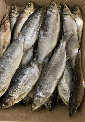 Рыба Сырок вяленый (500 гр.) – Княжеские закуски