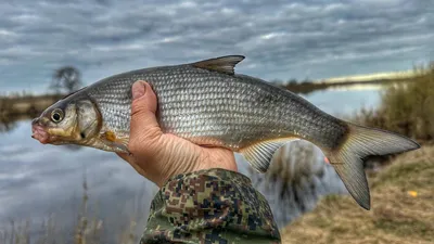 Сможете отличить подузда от язя!? 😎🐟 | Рыбак | ВКонтакте