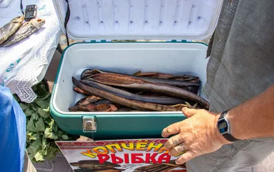 Язь — «золотая голова» - Fishmarket - Пресноводные рыбы