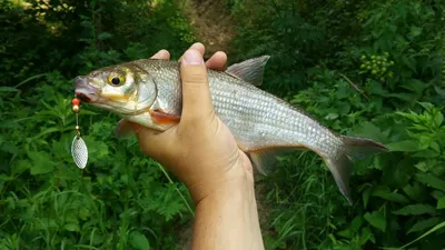 Весення ловля сырти в ЛО. | AKARA FISHING | Дзен