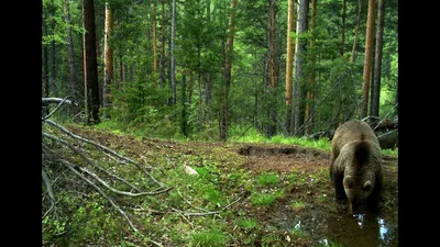 Taiga Forest. Beautiful and wild places of Russia. - YouTube