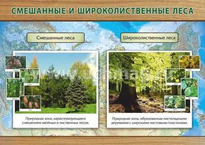Самый большой в мире лес - сибирская тайга. Обсуждение на LiveInternet -  Российский Сервис Онлайн-Дневников