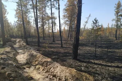 Тайга, лес,туман, крупный план, …» — создано в Шедевруме