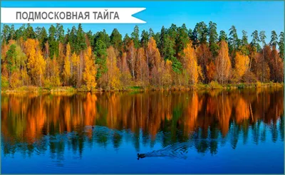 Горы и скалы Алтая. Россия, тайга, леса и вершины. Mountains and rocks of  Altai. Russia, taiga, forests and peaks. Stock Photo | Adobe Stock