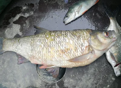 🐟 Таймень купить - рыба таймень цена за кг от 1300 руб в Красноярске,  доставка - интернет-магазин Дикоед