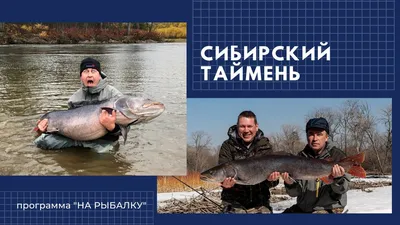 🐟 Таймень купить - рыба таймень цена за кг от 1300 руб в Москве, доставка  - интернет-магазин Дикоед