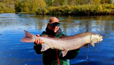 🐟 Таймень купить - рыба таймень цена за кг от 1300 руб в Москве, доставка  - интернет-магазин Дикоед