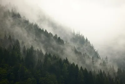 Таинственный лес,туман, атмосферно, f…» — создано в Шедевруме