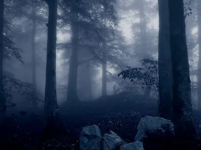 Таинственный лес, или Темная аллея в Ирландии - (15 фото)