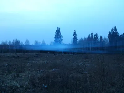 Таинственный лес :: Екатерина Постонен – Социальная сеть ФотоКто