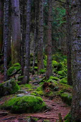 Таинственный лес кольского полуострова - 68 фото