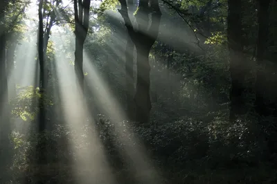 Таинственный лес. | Я забрёл в волшебный лес. Лес, где множе… | Flickr