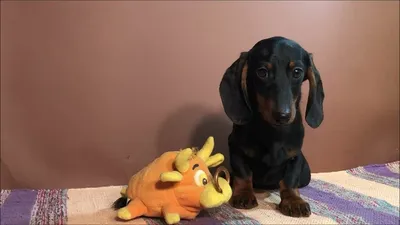 Такса / Dachshund - «Они для нас, страница в жизни, а мы для них и есть вся  жизнь! 20 лет с таксами по жизни! Мое признание в огромной люби к этим  обаятельным,