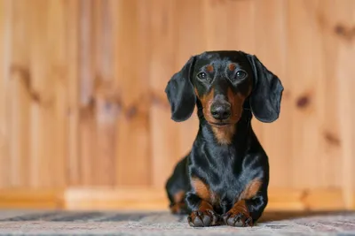 Такса / Dachshund - «Мое бесконечное счастье! Карликовая или стандартная? О  содержании, воспитании и характере +много ФОТО щенка и взрослой таксы» |  отзывы