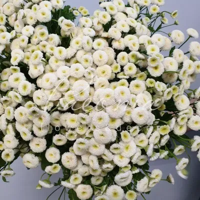 Ромашка Танацетум - заказать и купить цветы с доставкой | Donpion
