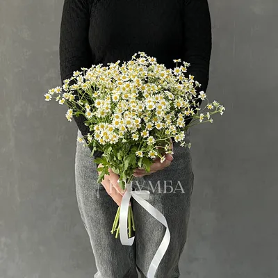 Заказать цветы БУКЕТ ИЗ КУСТОВОЙ РОМАШКИ (ТАНАЦЕТУМА) Великий Новгород