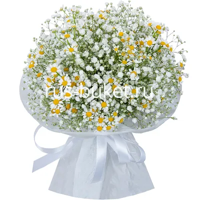 танацетум декоративная зелень цветы ромашка Tanacetum parthenium,  Matricaria parthenium