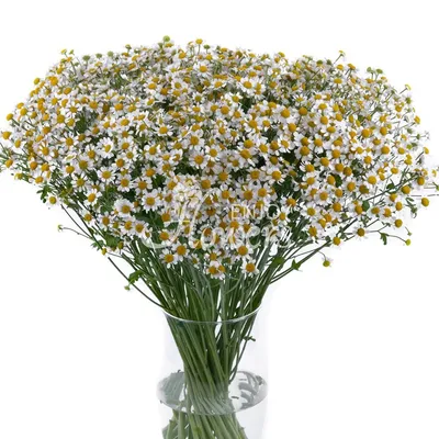 Купить Ромашка кустовая Танацетум FunRose Собери Сам купить букеты и цветы  в магазине Москвы FunRose.ru