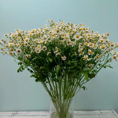 Танацетум (ромашка), артикул: 200500 в интернет магазине EnjoyFlowers.ru ❀  с доставкой по Москве