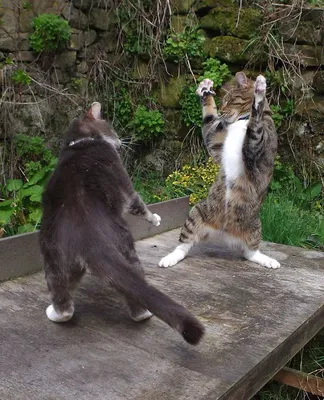 Коты танцуют на задних лапах, …» — создано в Шедевруме