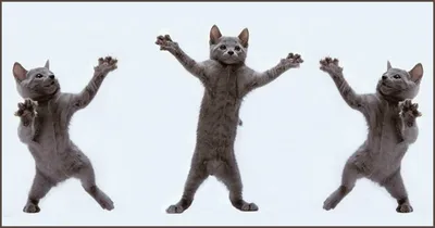 Коты танцуют на задних лапах, …» — создано в Шедевруме