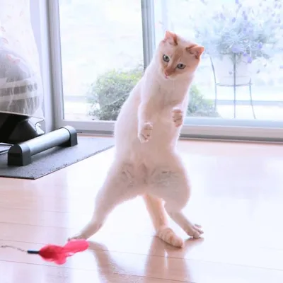 Лучшее - Танцующие коты, доказывающие, что их грации могут... | Facebook