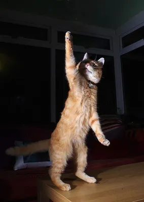 Танцующий кот - 65 фото