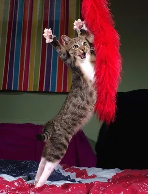 WISHLIST.RU Танцующие коты подставки