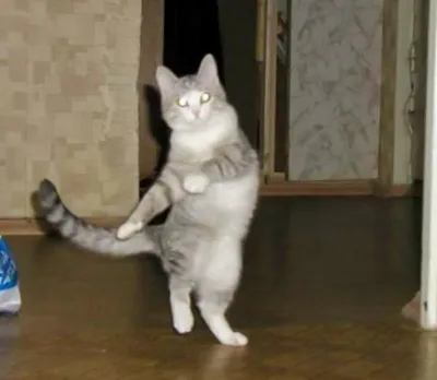 Dancing cat / Танцующий кот - YouTube