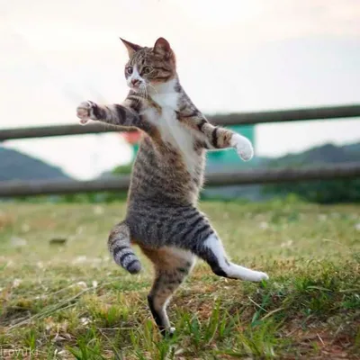 Лучшее - Танцующие коты, доказывающие, что их грации могут... | Facebook
