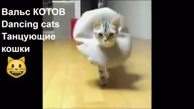 Вышивка крестиком \"Танцующие коты\" – купить в интернет-магазине  HobbyPortal.ru с доставкой