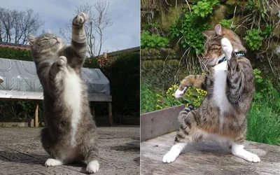 Танцующие коты - на это можно смотреть бесконечно!